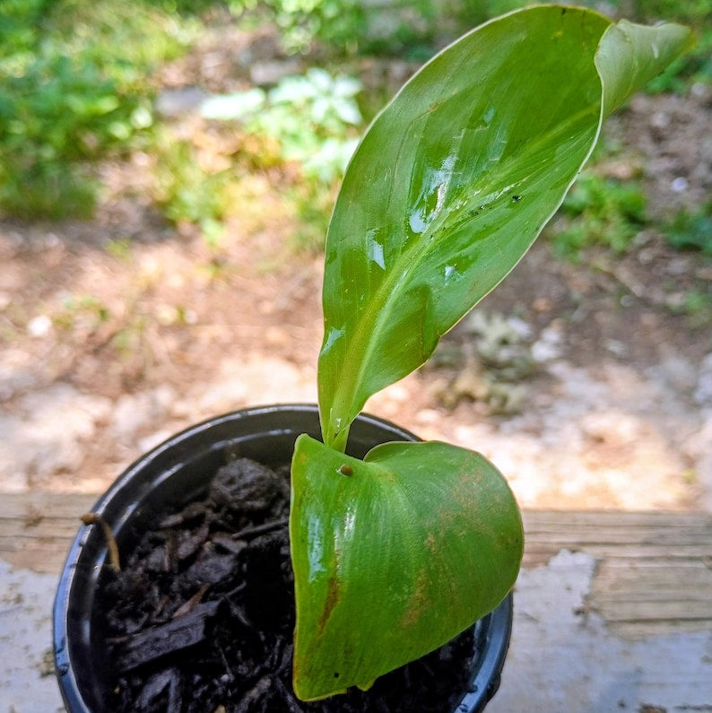 Canna indica — Indian Shot / Canna Lily | Tropical Ornamental Perennial, Live Plant
