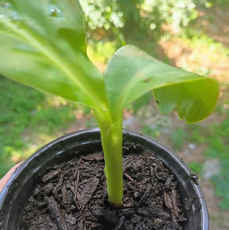 Canna indica — Indian Shot / Canna Lily | Tropical Ornamental Perennial, Live Plant