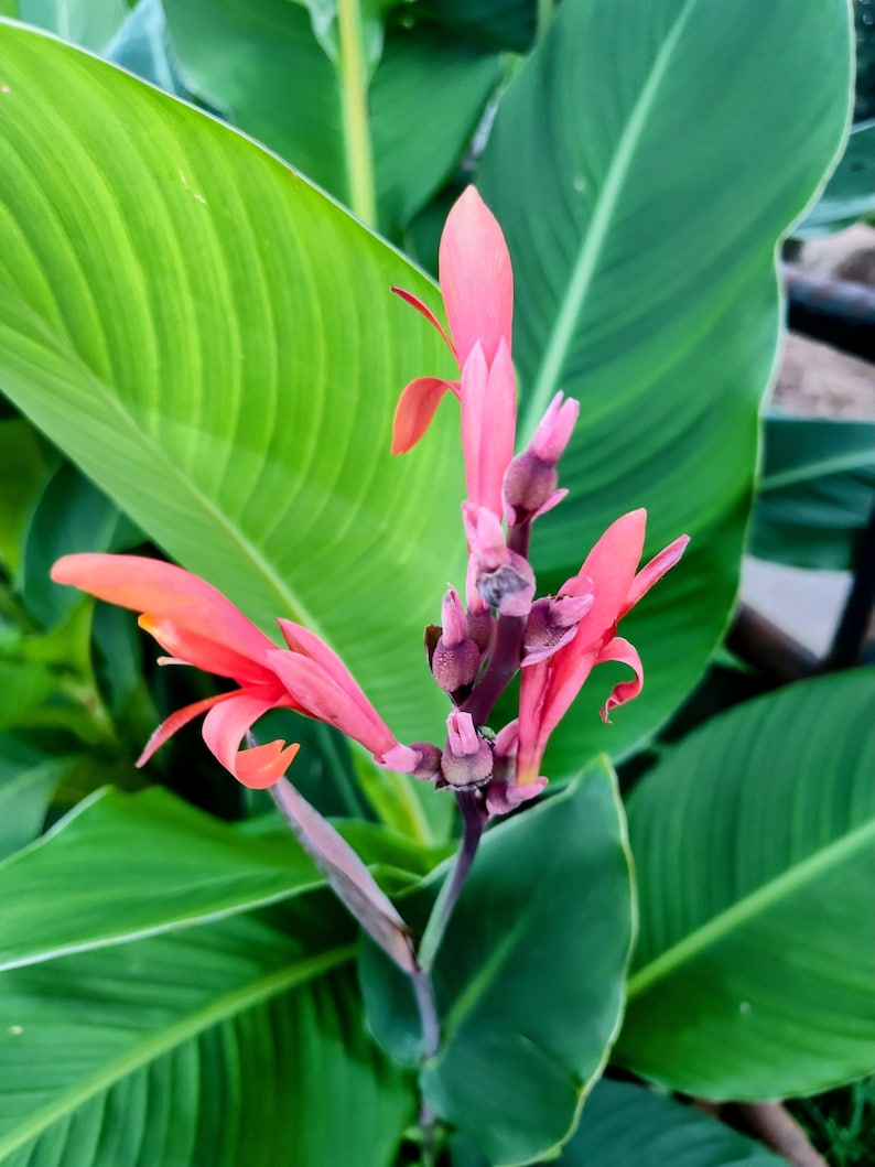 Canna indica — Indian Shot / Canna Lily | Tropical Ornamental Perennial, Live Plant