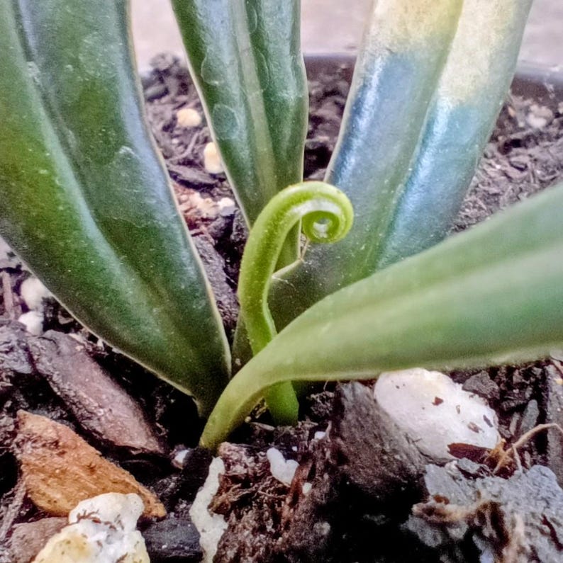 Microsorum thailandicum — Blue Oil Fern, Live Plant