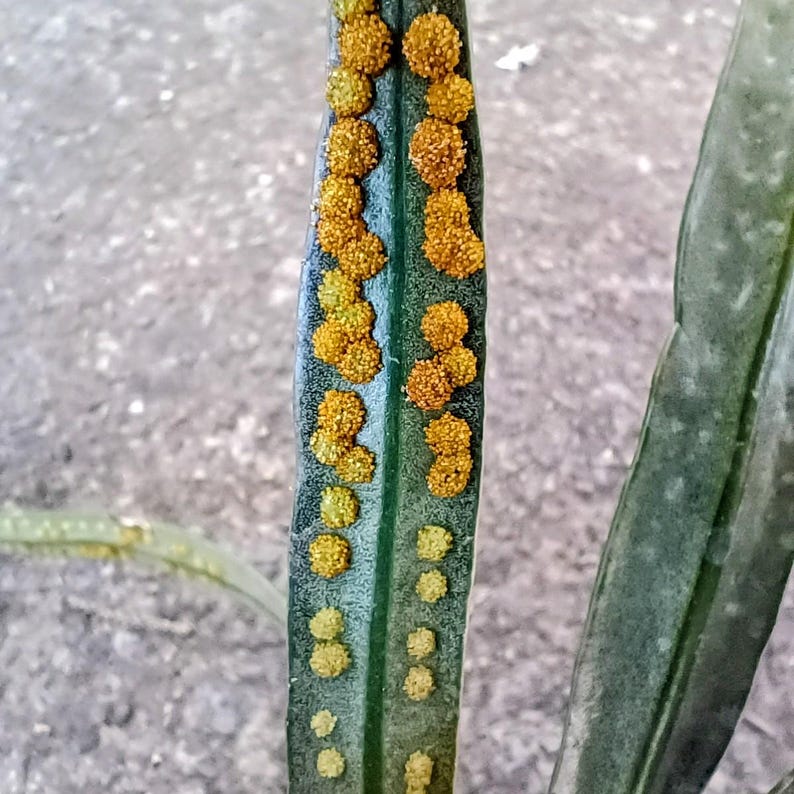 Microsorum thailandicum — Blue Oil Fern, Live Plant
