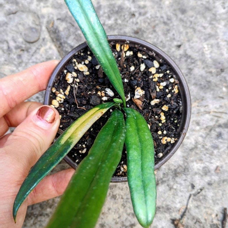 Microsorum thailandicum — Blue Oil Fern, Live Plant