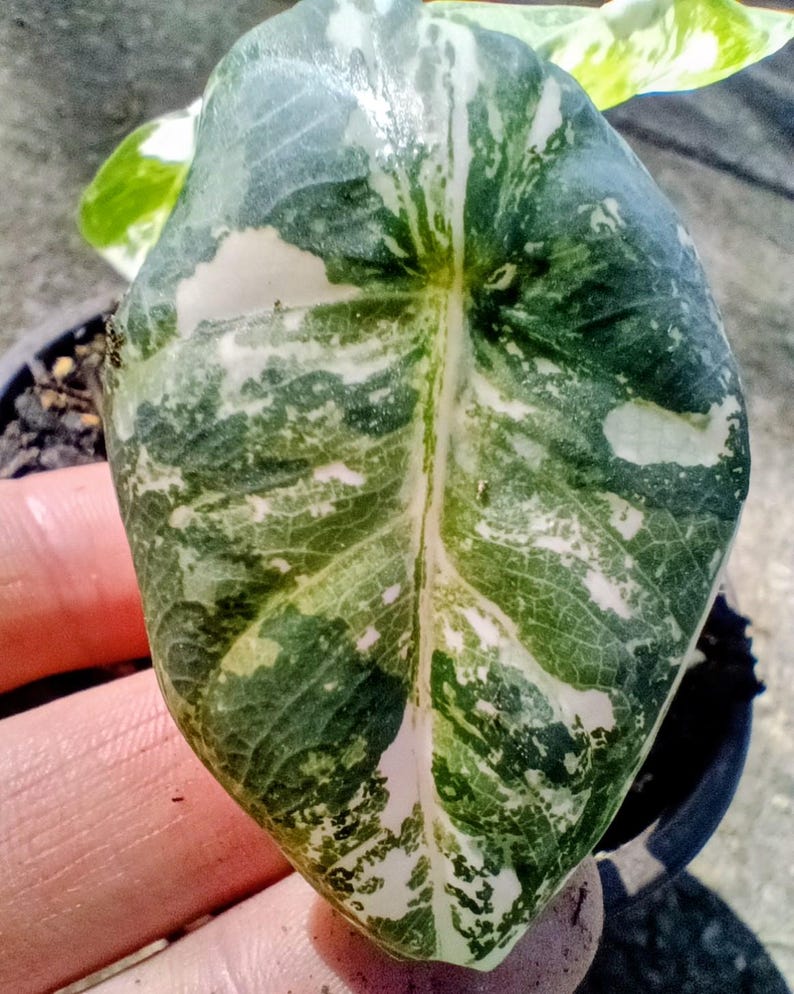 Alocasia 'Frydek' Variegata — Variegated Elephant Ear, Live Plant