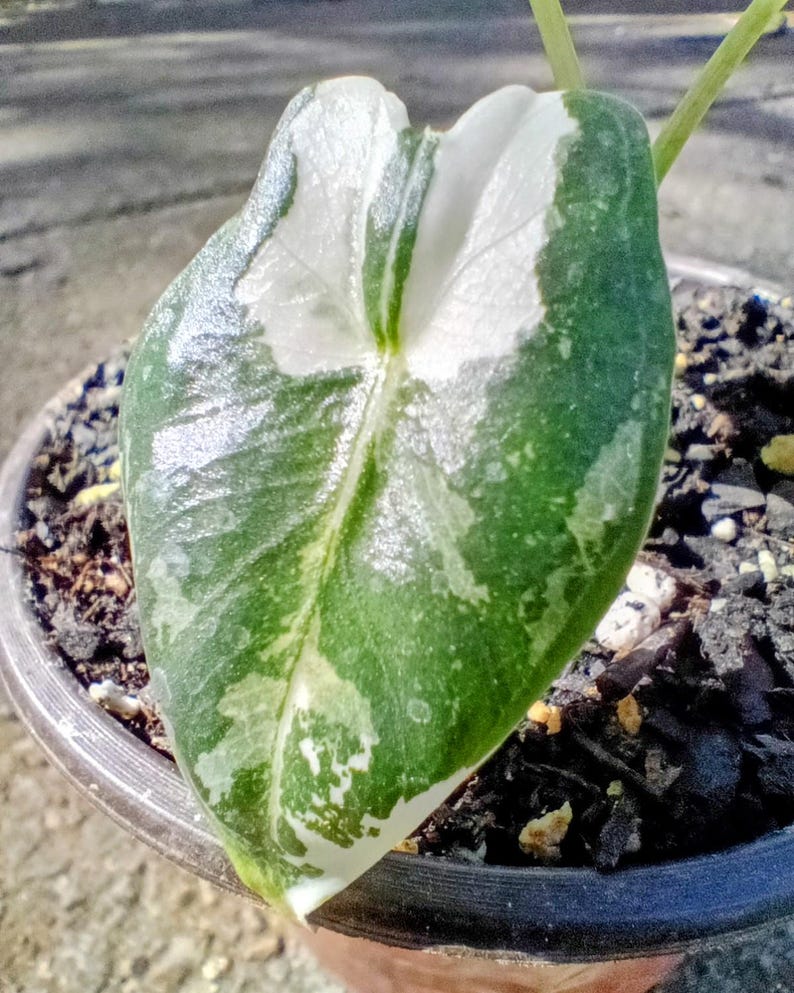 Alocasia 'Frydek' Variegata — Variegated Elephant Ear, Live Plant