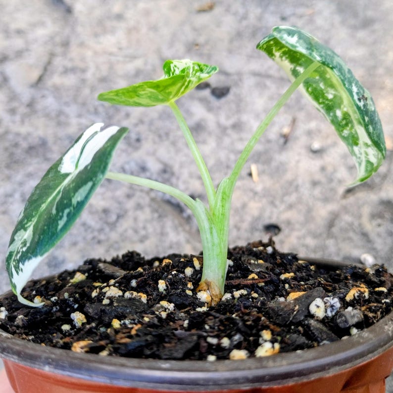 Alocasia 'Frydek' Variegata — Variegated Elephant Ear, Live Plant