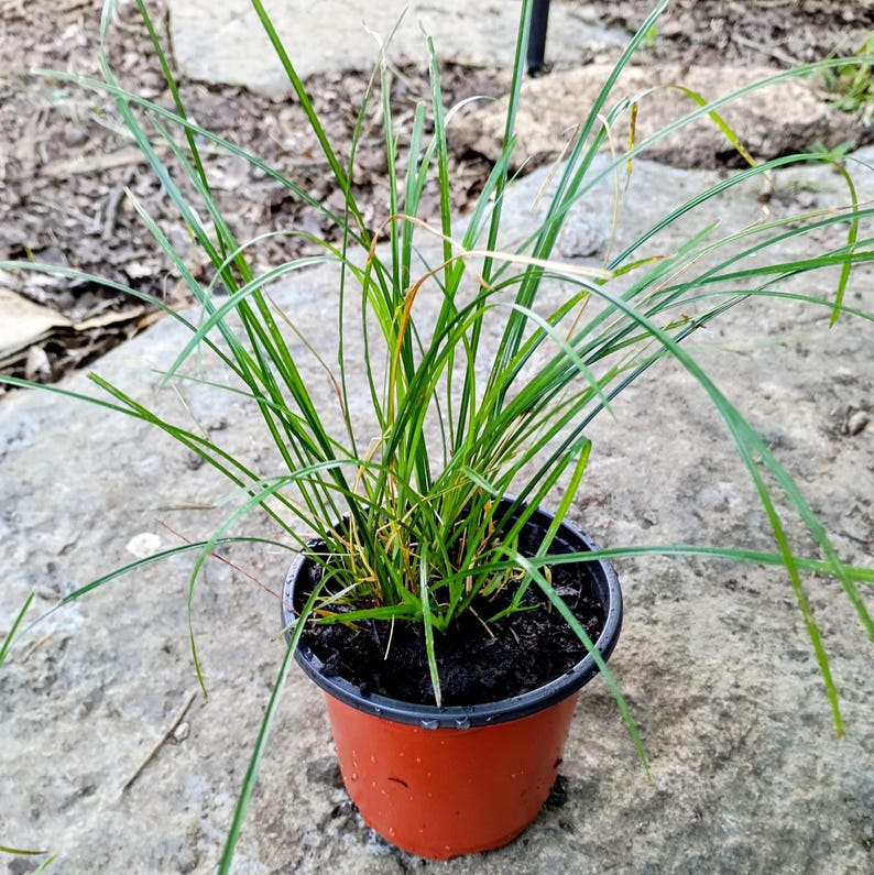 Carex jamesii — James' Sedge | Native Tennessee Woodland Groundcover, Live Plant