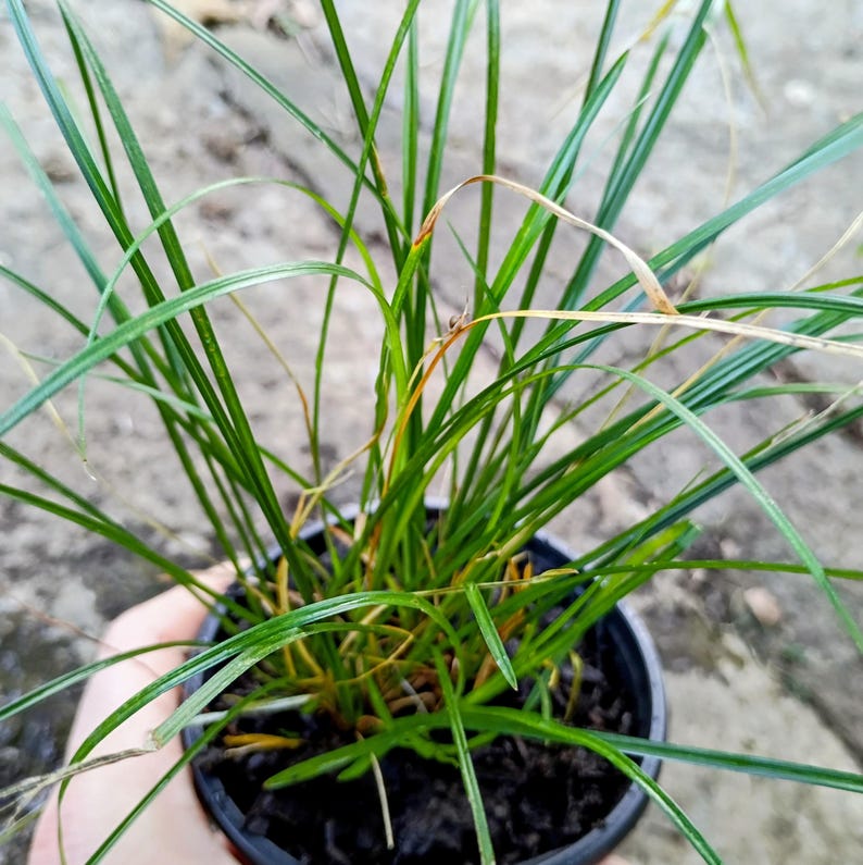Carex jamesii — James' Sedge | Native Tennessee Woodland Groundcover, Live Plant