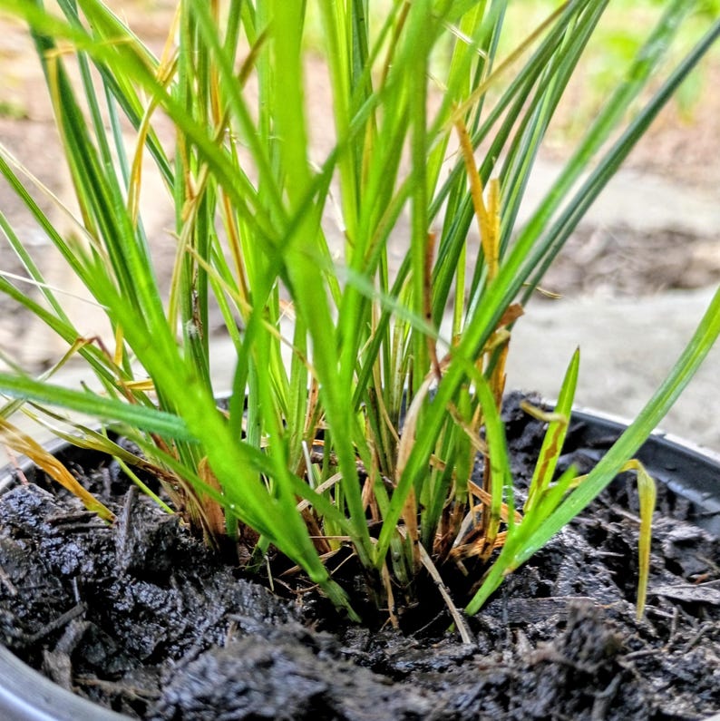 Carex jamesii — James' Sedge | Native Tennessee Woodland Groundcover, Live Plant