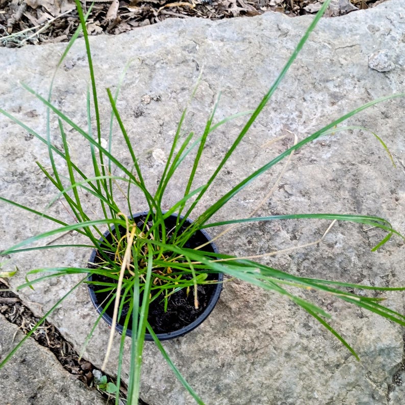 Carex jamesii — James' Sedge | Native Tennessee Woodland Groundcover, Live Plant
