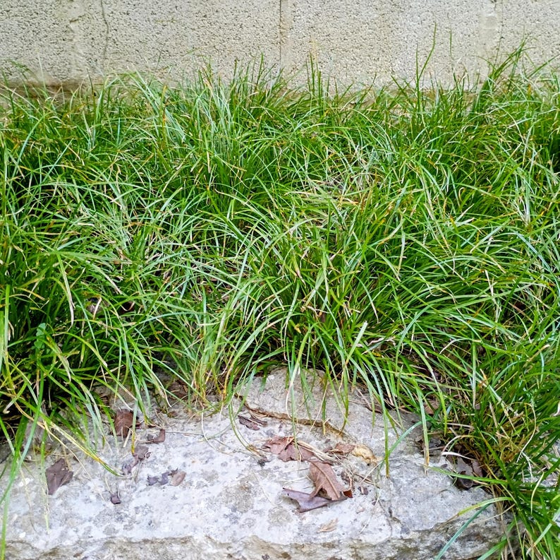 Carex jamesii — James' Sedge | Native Tennessee Woodland Groundcover, Live Plant