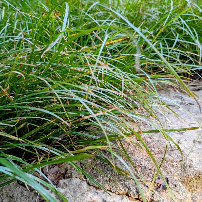 Carex jamesii — James' Sedge | Native Tennessee Woodland Groundcover, Live Plant