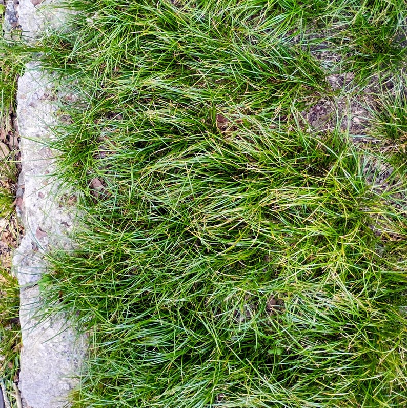 Carex jamesii — James' Sedge | Native Tennessee Woodland Groundcover, Live Plant