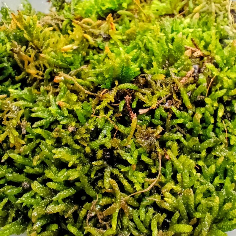 Pleurozium schreberi — Red-Stemmed Feathermoss | Native Woodland Moss, Live Vessel
