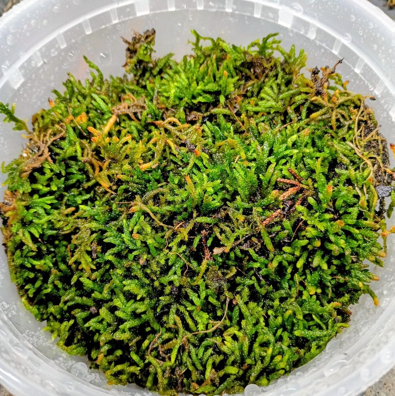 Pleurozium schreberi — Red-Stemmed Feathermoss | Native Woodland Moss, Live Vessel