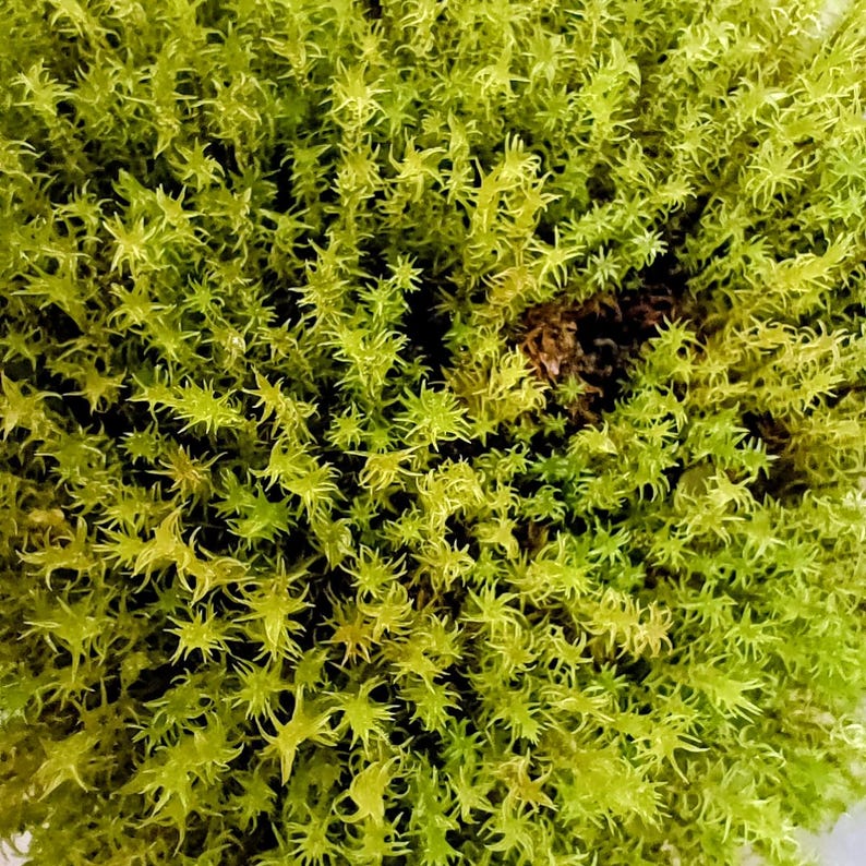 Syntrichia ruralis — Star Moss (Screw Moss) | Native Woodland Moss, Live Vessel