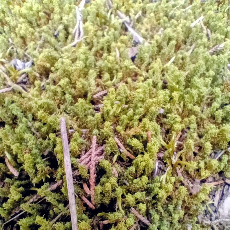 Syntrichia ruralis — Star Moss (Screw Moss) | Native Woodland Moss, Live Vessel