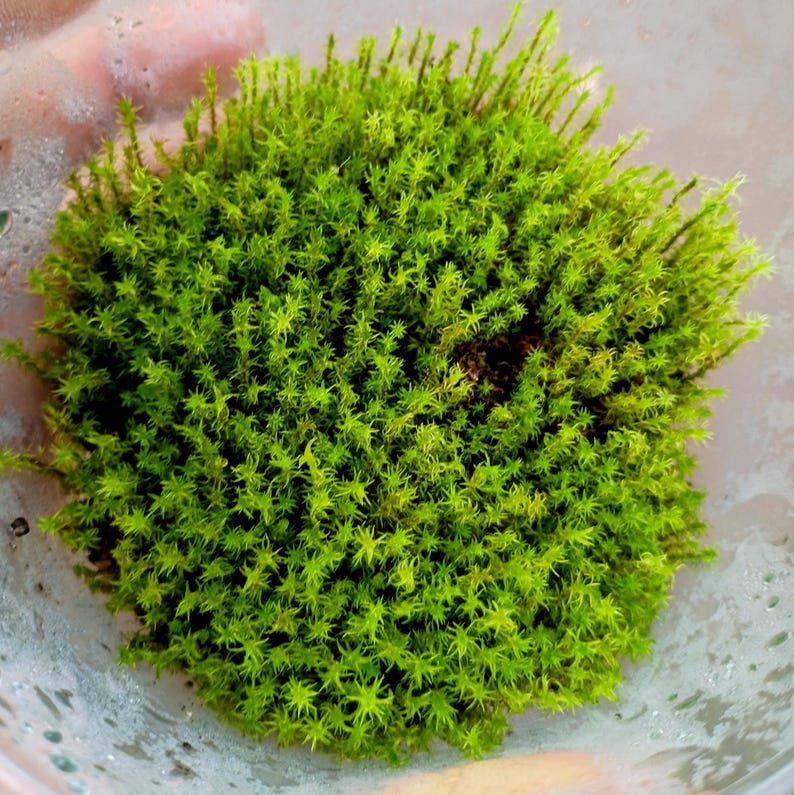 Syntrichia ruralis — Star Moss (Screw Moss) | Native Woodland Moss, Live Vessel
