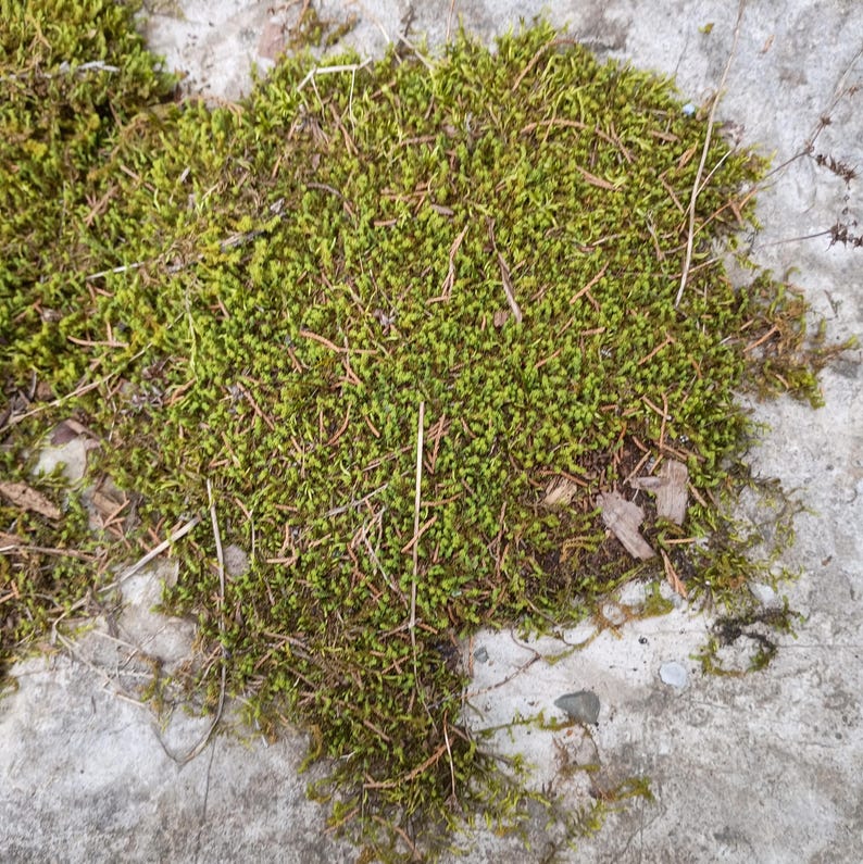Syntrichia ruralis — Star Moss (Screw Moss) | Native Woodland Moss, Live Vessel