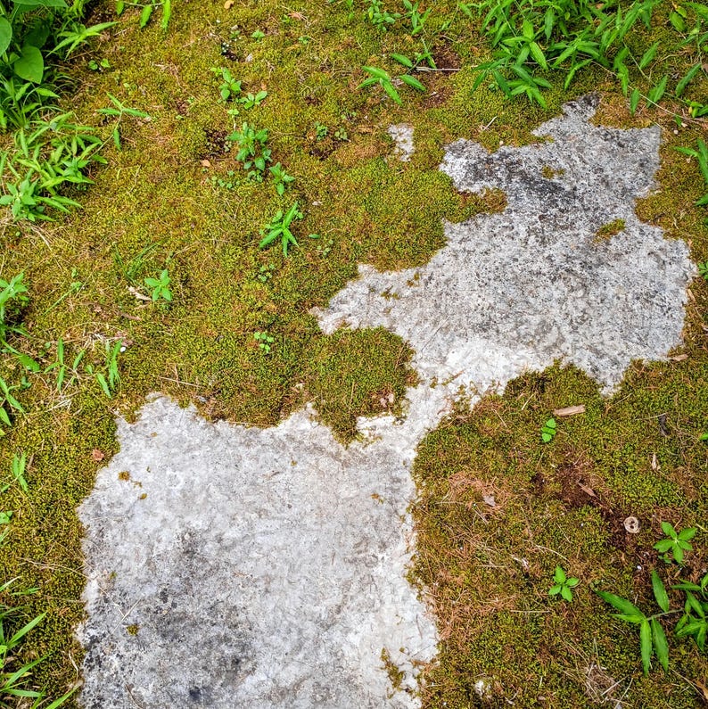 Syntrichia ruralis — Star Moss (Screw Moss) | Native Woodland Moss, Live Vessel