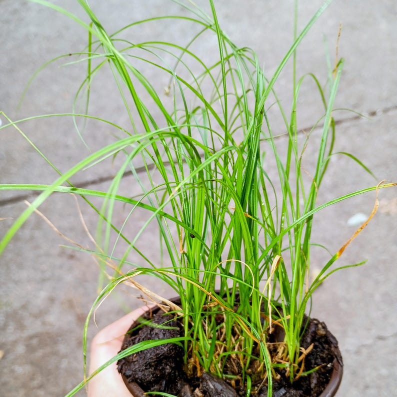 Carex pensylvanica — Pennsylvania Sedge | Native Tennessee Dry Shade Groundcover, Live Plant