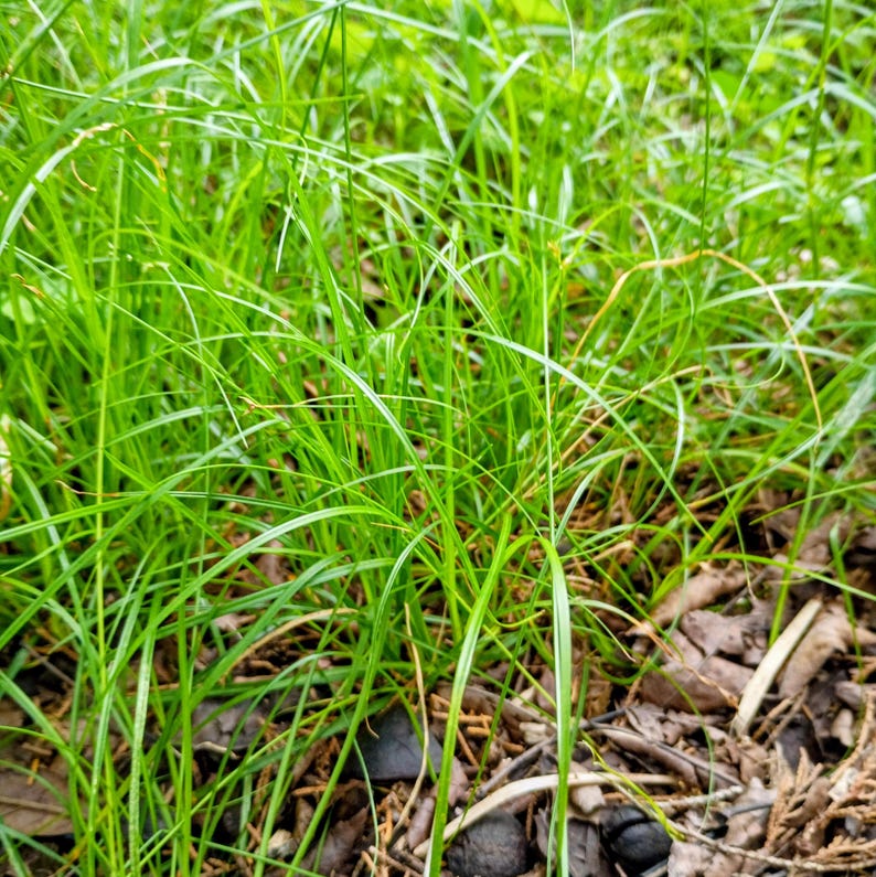 Carex pensylvanica — Pennsylvania Sedge | Native Tennessee Dry Shade Groundcover, Live Plant