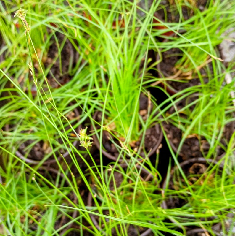 Carex pensylvanica — Pennsylvania Sedge | Native Tennessee Dry Shade Groundcover, Live Plant