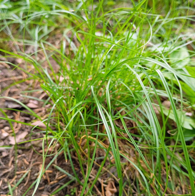 Carex pensylvanica — Pennsylvania Sedge | Native Tennessee Dry Shade Groundcover, Live Plant