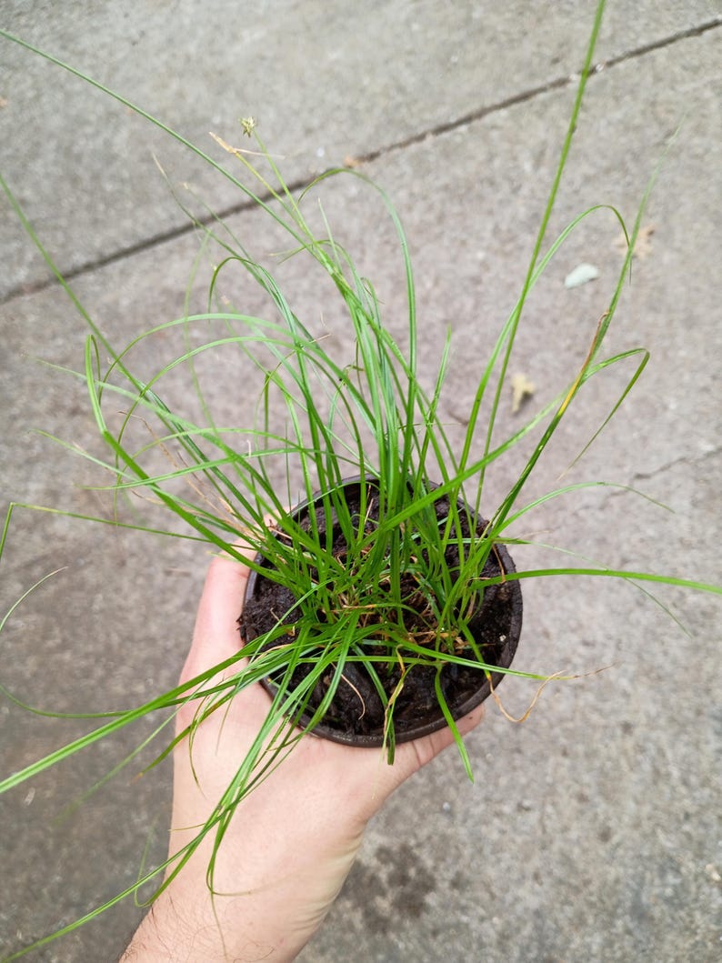 Carex pensylvanica — Pennsylvania Sedge | Native Tennessee Dry Shade Groundcover, Live Plant