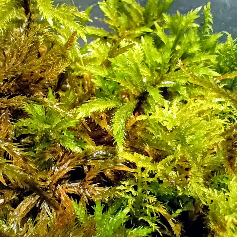 Climacium americanum — American Tree Moss | Native Woodland Moss, Live Vessel