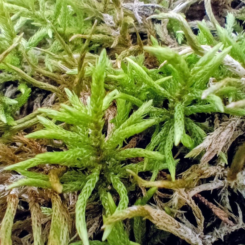 Climacium americanum — American Tree Moss | Native Woodland Moss, Live Vessel