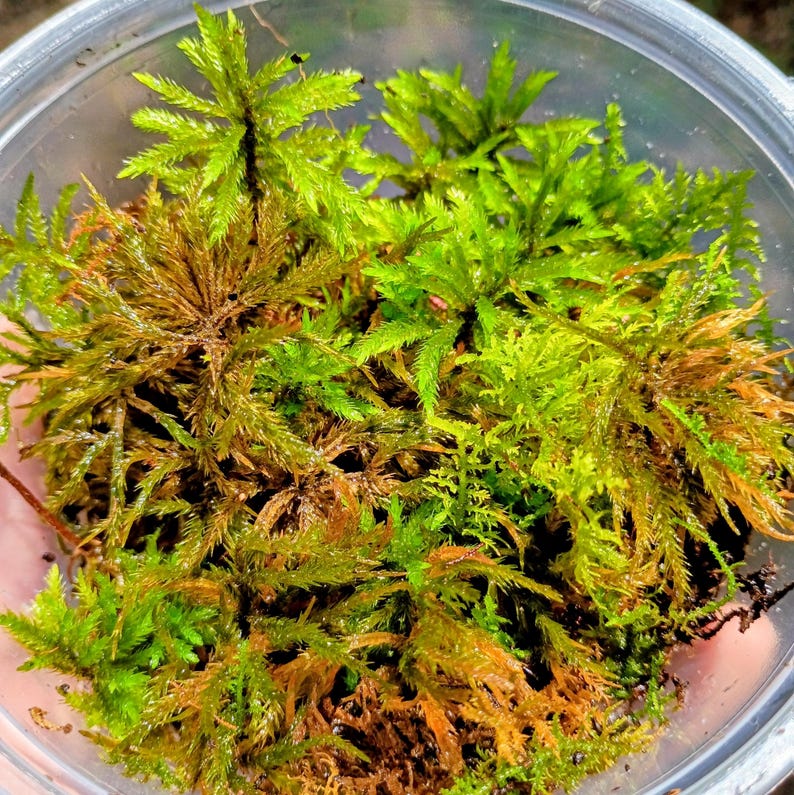 Climacium americanum — American Tree Moss | Native Woodland Moss, Live Vessel