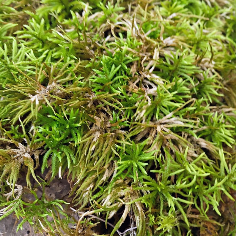 Climacium americanum — American Tree Moss | Native Woodland Moss, Live Vessel