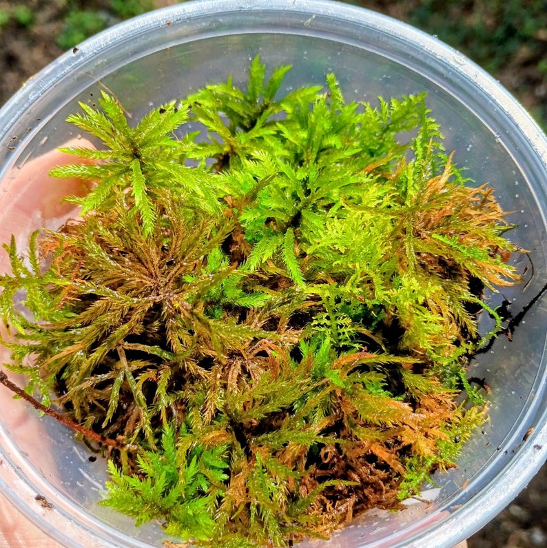 Climacium americanum — American Tree Moss | Native Woodland Moss, Live Vessel