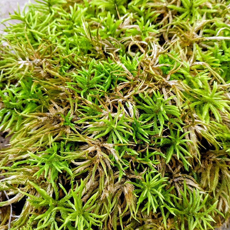 Climacium americanum — American Tree Moss | Native Woodland Moss, Live Vessel