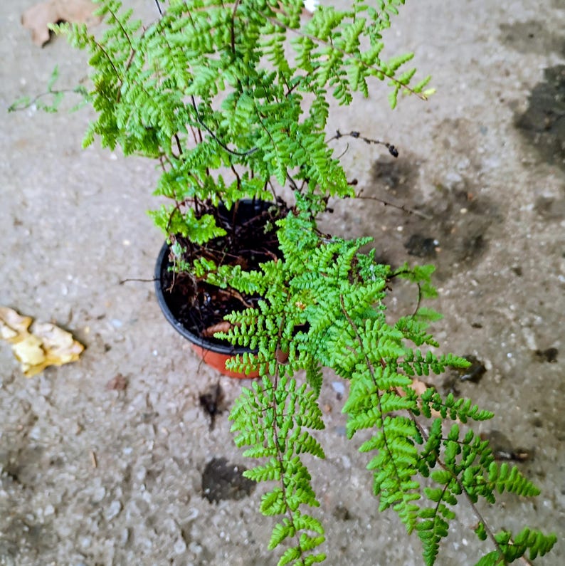 Myriopteris lanosa — Hairy Lip Fern | Native Tennessee Rock Garden Fern, Live Plant