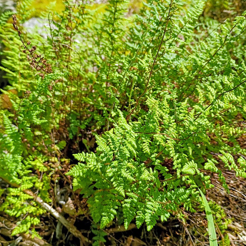 Myriopteris lanosa — Hairy Lip Fern | Native Tennessee Rock Garden Fern, Live Plant