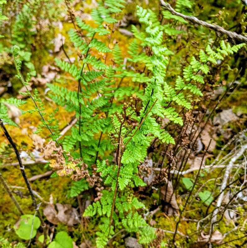 Myriopteris lanosa — Hairy Lip Fern | Native Tennessee Rock Garden Fern, Live Plant