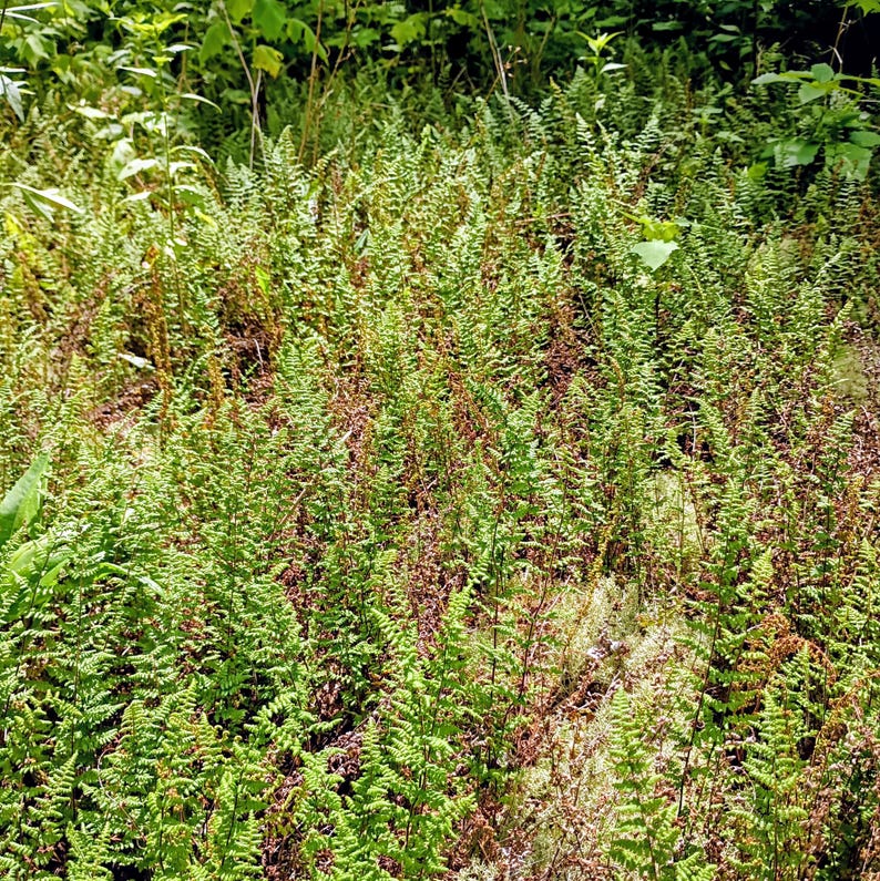 Myriopteris lanosa — Hairy Lip Fern | Native Tennessee Rock Garden Fern, Live Plant