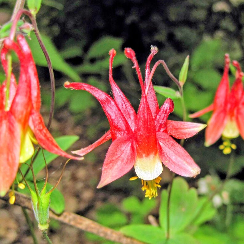 Aquilegia canadensis — Eastern Red Columbine | Native Tennessee Perennial, Live Plant