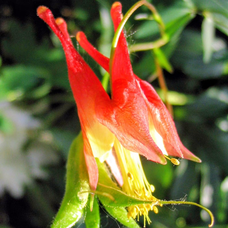 Aquilegia canadensis — Eastern Red Columbine | Native Tennessee Perennial, Live Plant