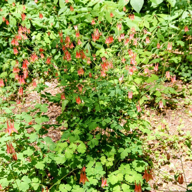 Aquilegia canadensis — Eastern Red Columbine | Native Tennessee Perennial, Live Plant