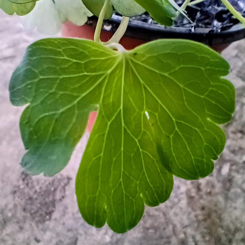 Aquilegia canadensis — Eastern Red Columbine | Native Tennessee Perennial, Live Plant