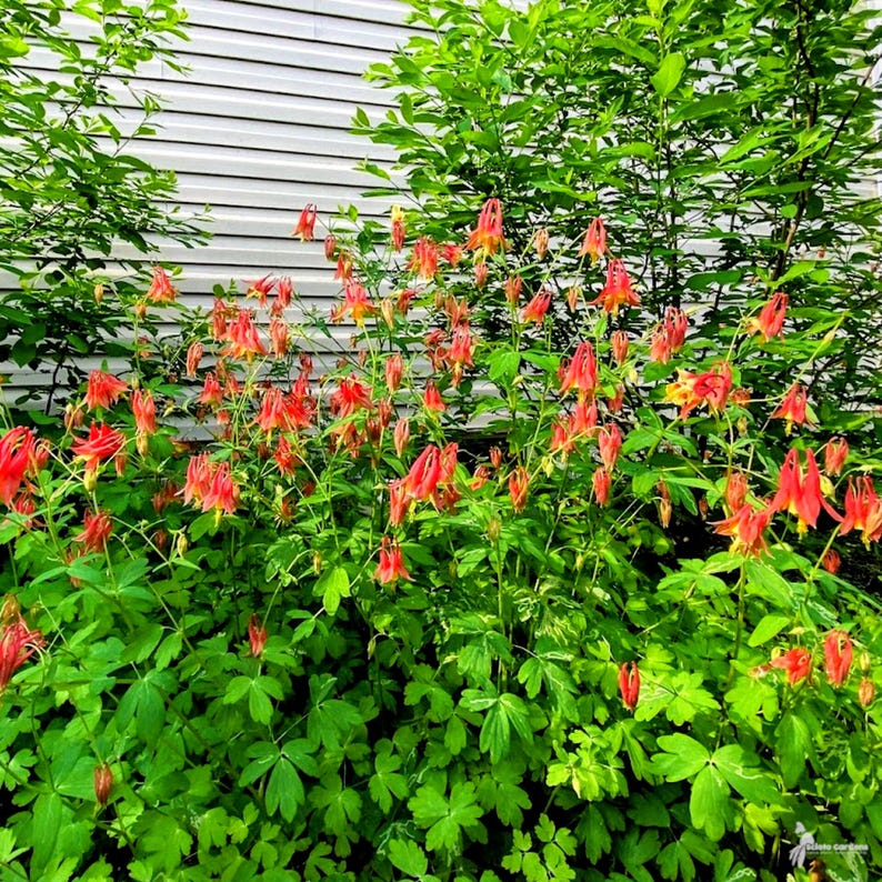 Aquilegia canadensis — Eastern Red Columbine | Native Tennessee Perennial, Live Plant