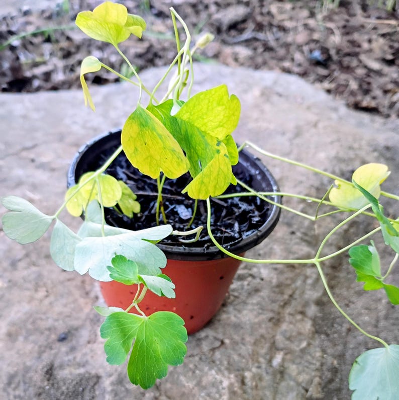 Aquilegia canadensis — Eastern Red Columbine | Native Tennessee Perennial, Live Plant