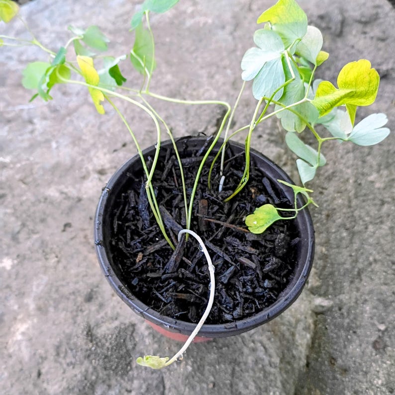 Aquilegia canadensis — Eastern Red Columbine | Native Tennessee Perennial, Live Plant