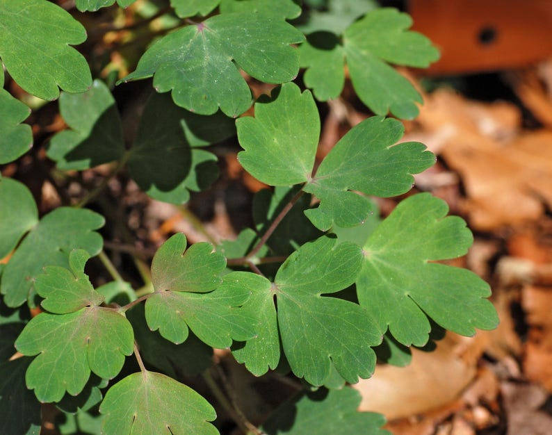 Aquilegia canadensis — Eastern Red Columbine | Native Tennessee Perennial, Live Plant