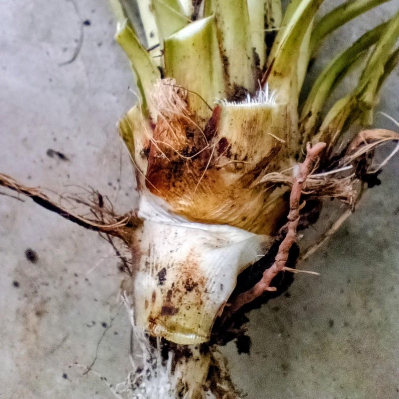 Yucca filamentosa — Adam's Needle | Native Tennessee Perennial, Live Plant