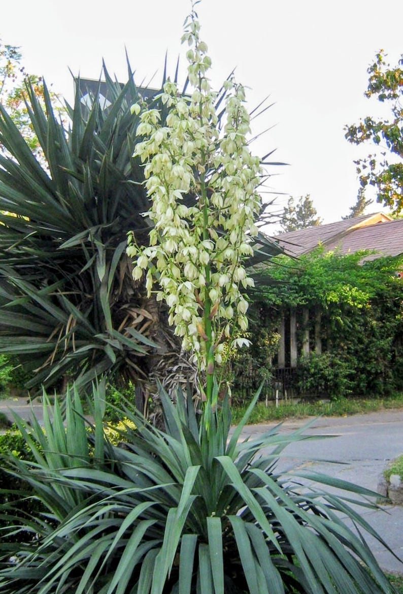 Yucca filamentosa — Adam's Needle | Native Tennessee Perennial, Live Plant