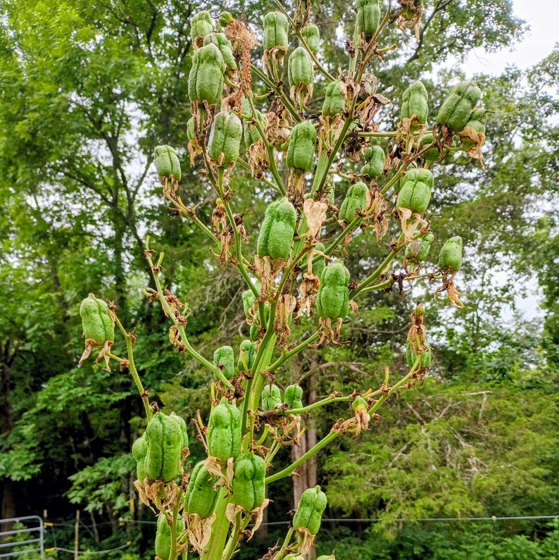 Yucca filamentosa — Adam's Needle | Native Tennessee Perennial, Live Plant