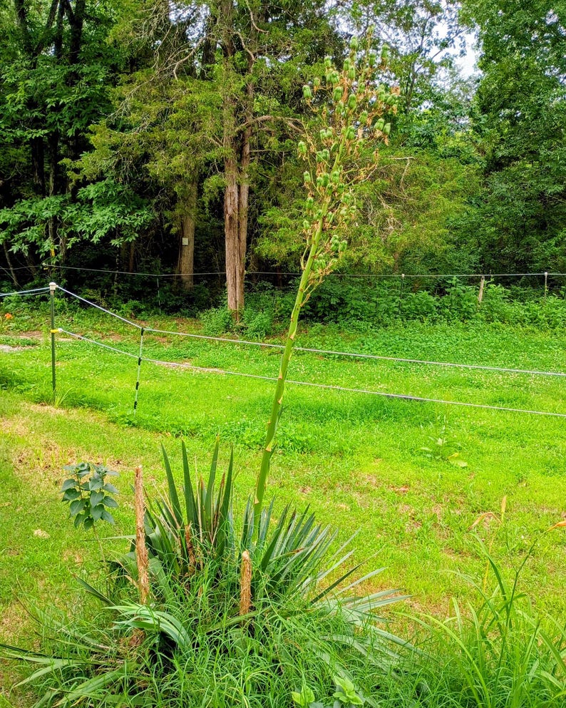 Yucca filamentosa — Adam's Needle | Native Tennessee Perennial, Live Plant